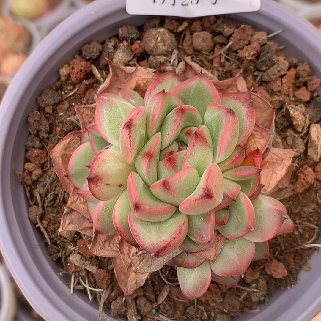 【闪购商品】云890