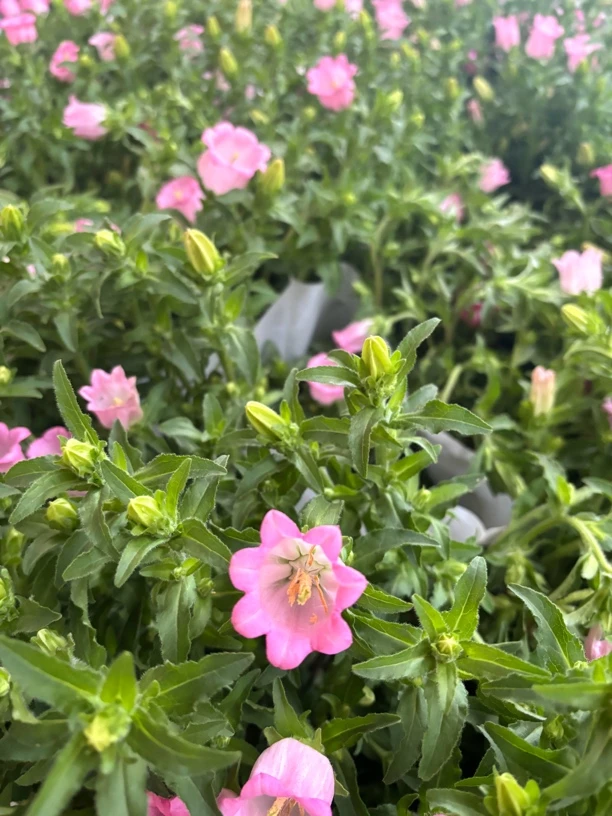 大花风铃草酒杯风铃盆栽花苗高端阳台庭院丰花植物