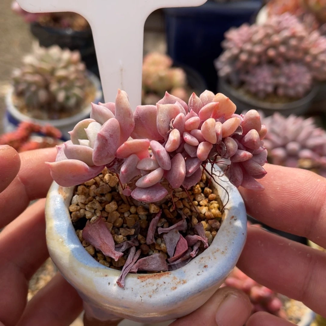 0204雪精灵不带盆6厘米