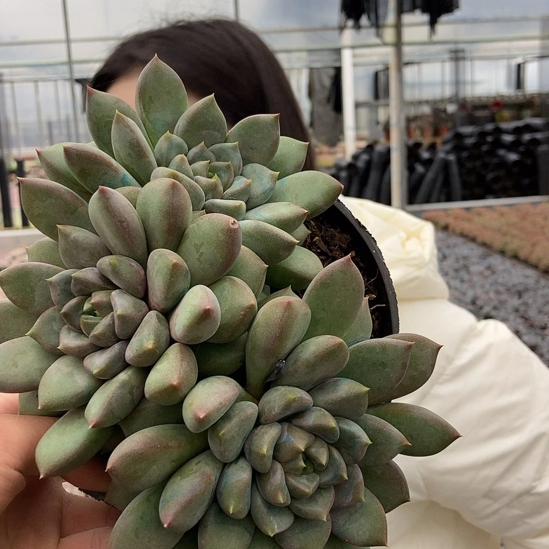 胖体象牙黑圆盆3头随机发货