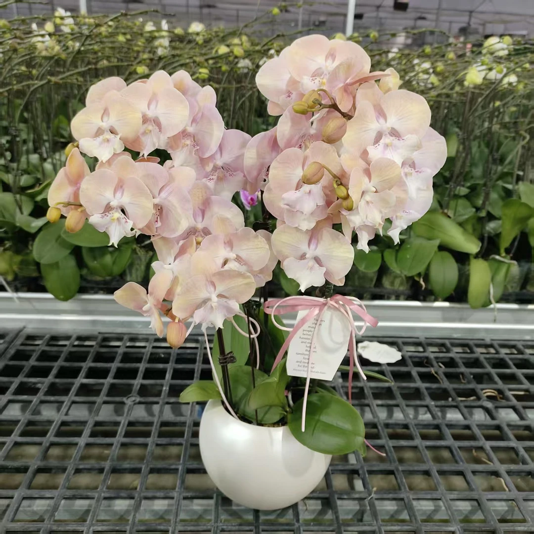 成功【彩虹独角兽】蝴蝶兰精致组盆花卉盆栽四季植物