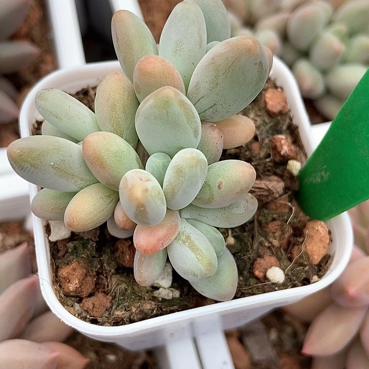 多肉植物企鹅966