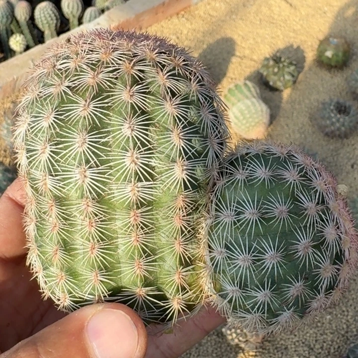 御旗虾无根66666666