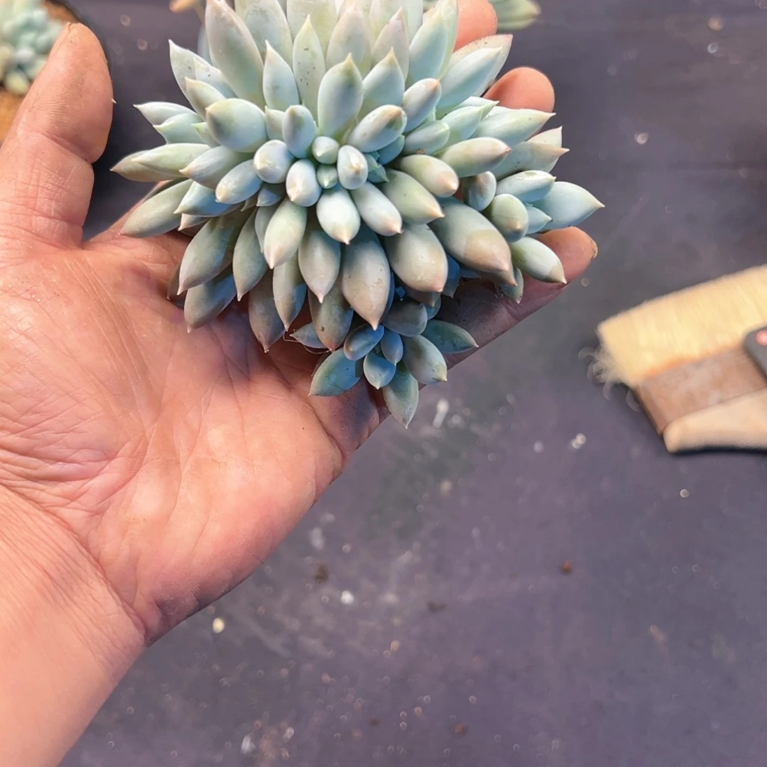 【闪购商品】彩体缀