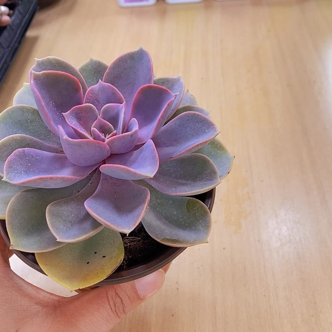 无花朵多肉植物紫珍珠90