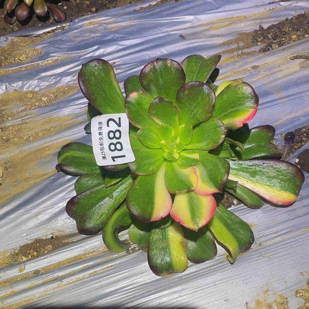 18882韶秀七彩多肉植物