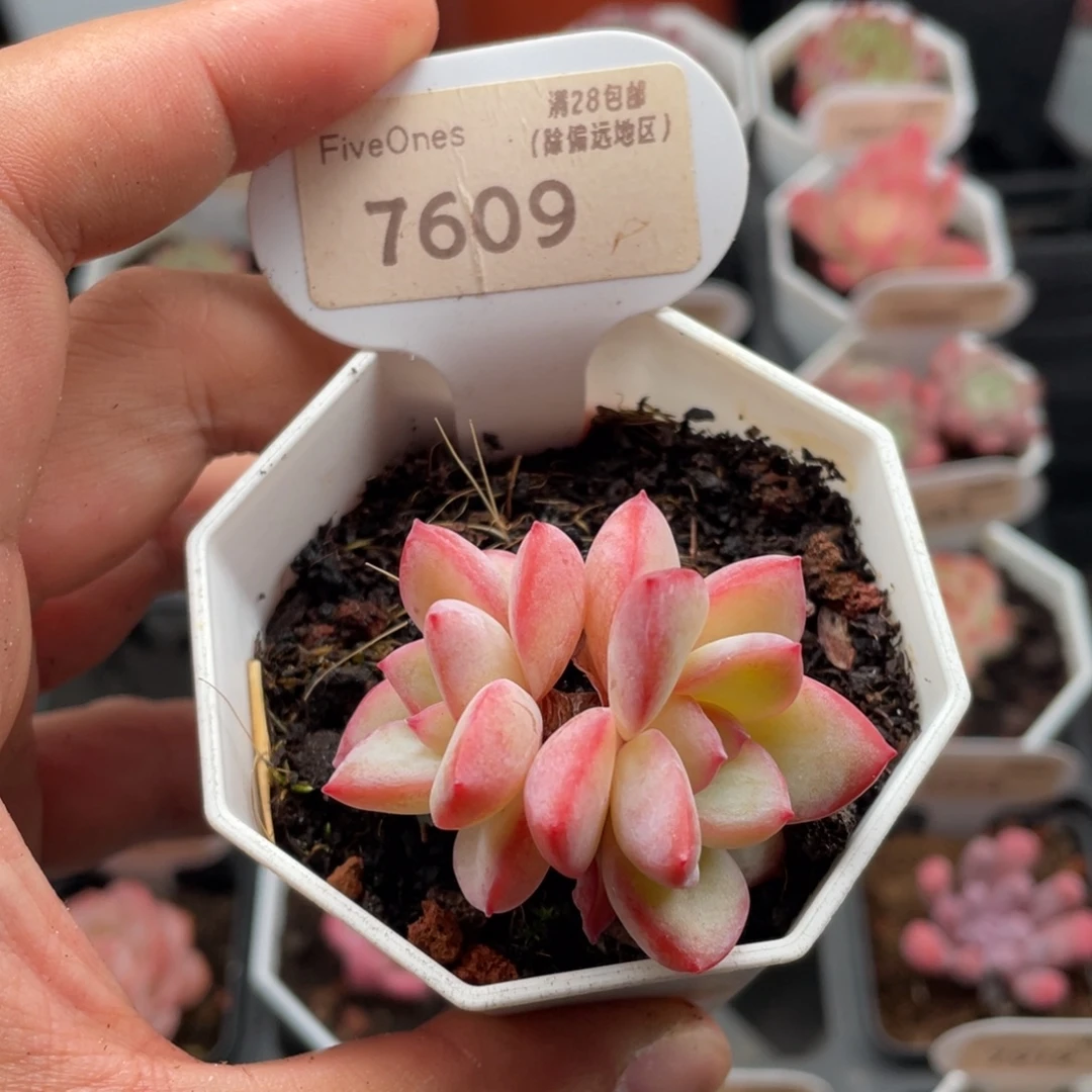 草莓泡芙7609-4.5厘米
