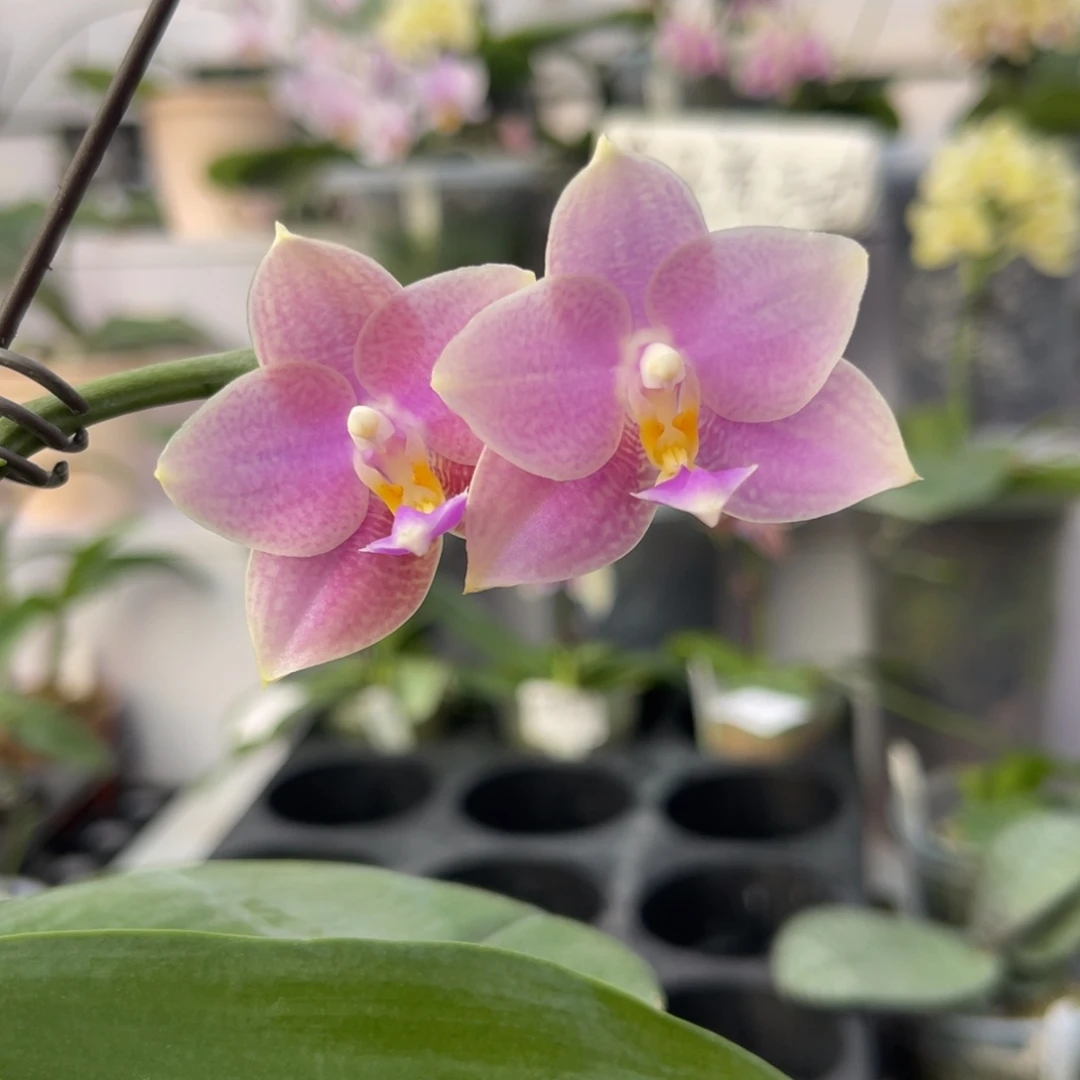 完全开放734 3寸带高芽22E6 一物一拍