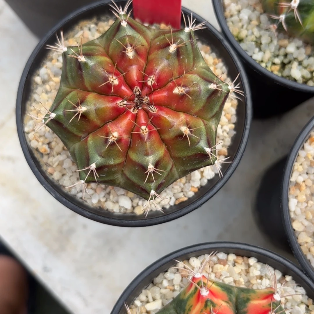 202-1126泰国发货多肉