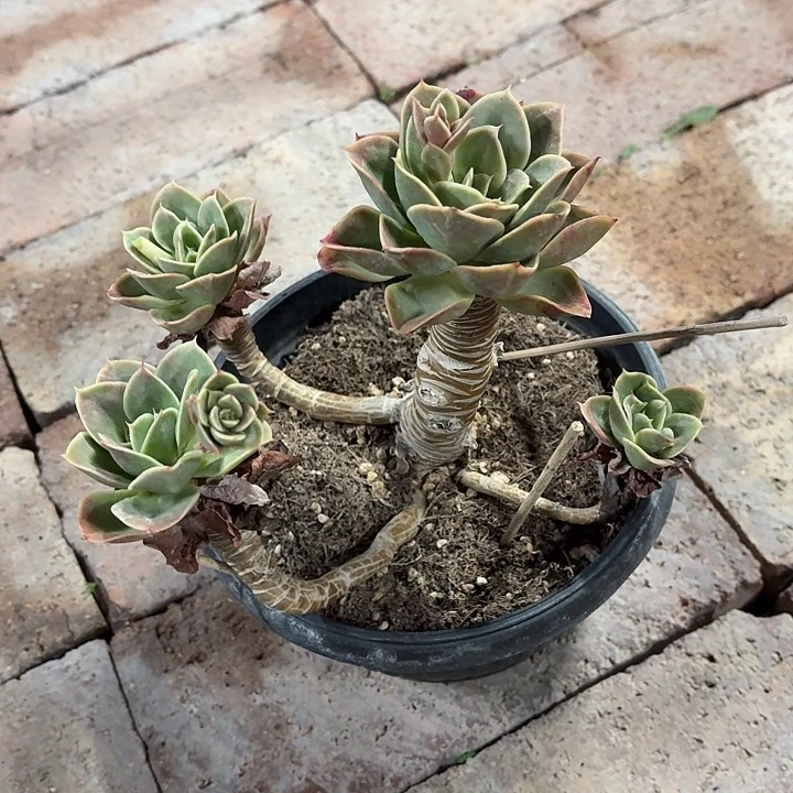 星娜塔老桩15㎝盆参考