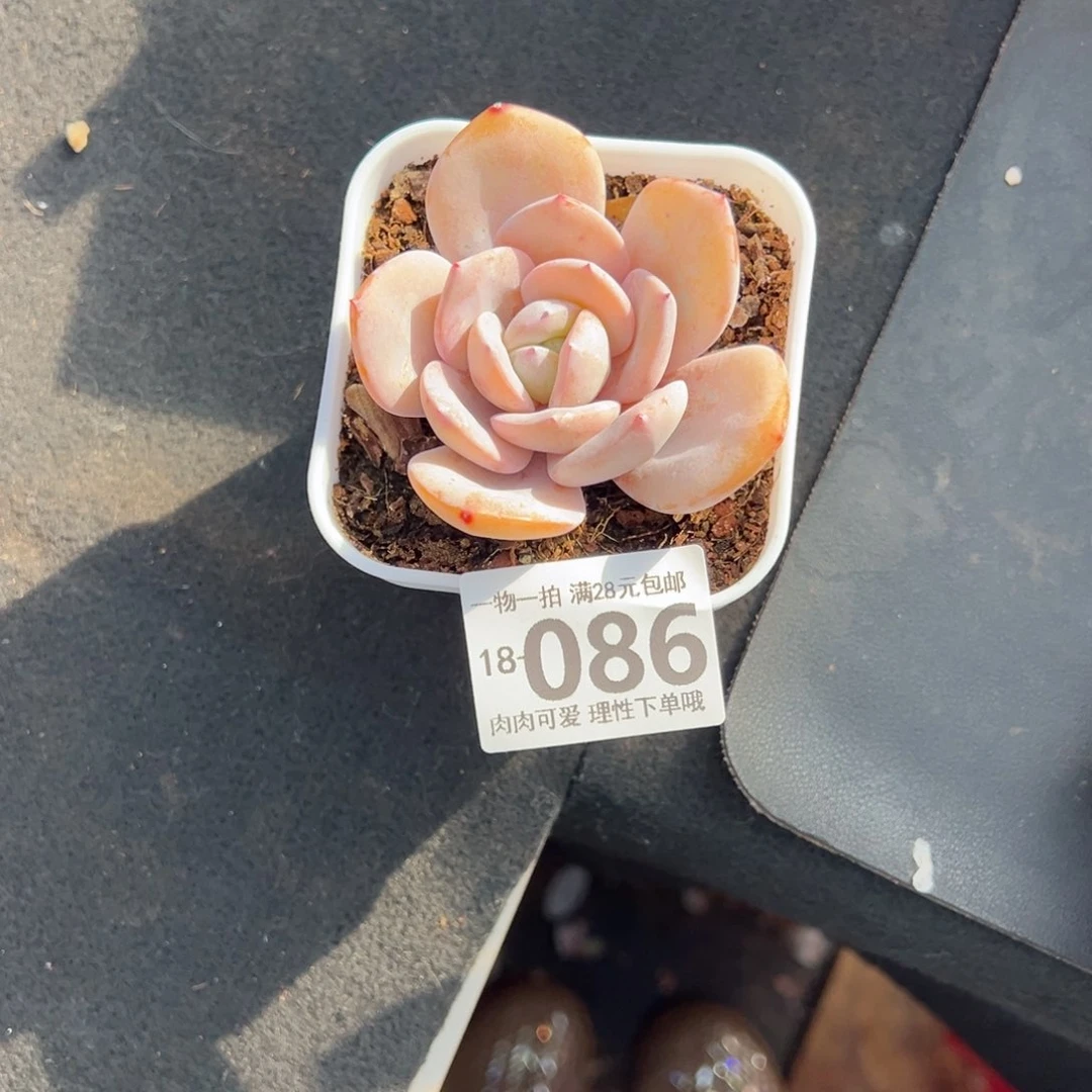 奶茶，多肉多肉多肉多肉