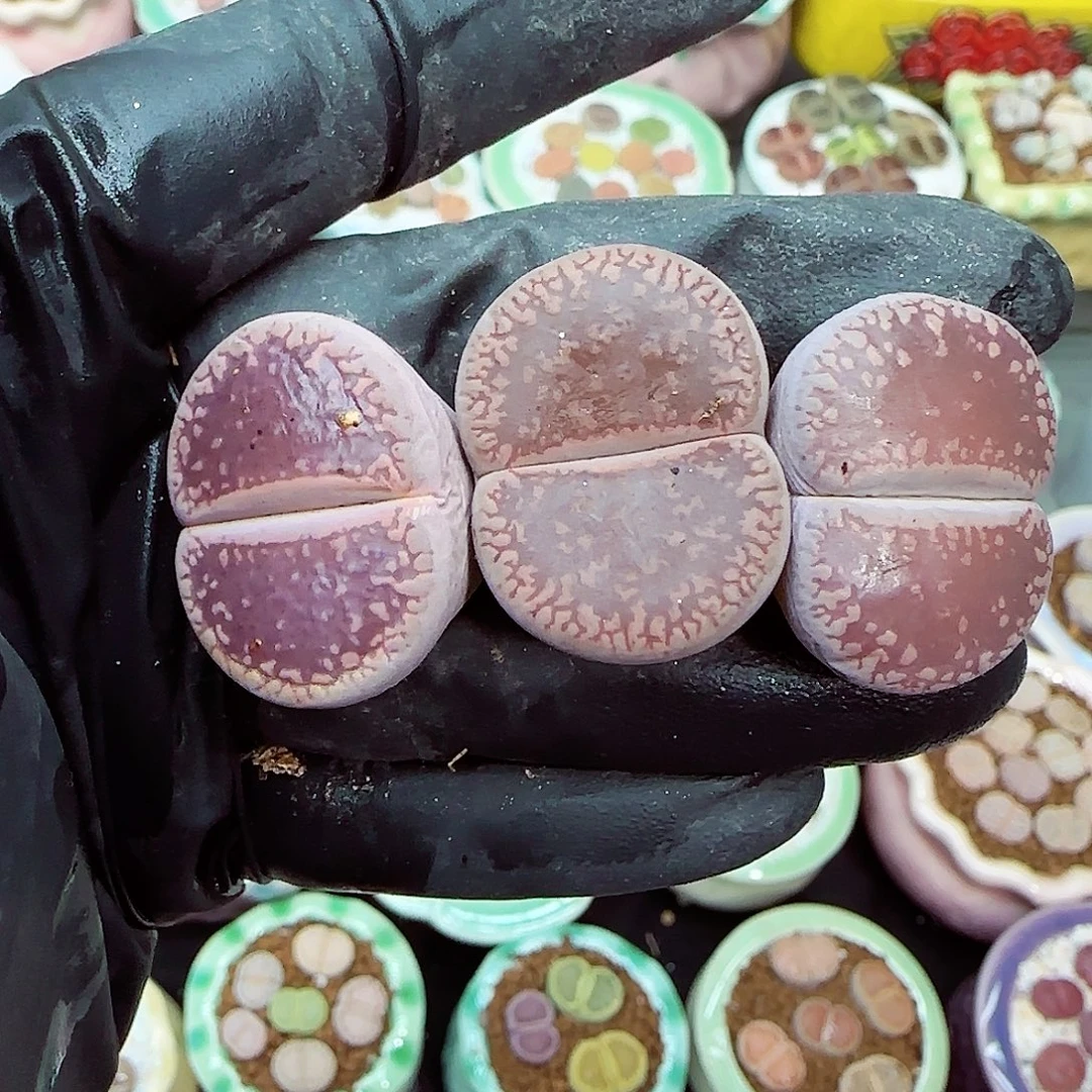 生石花满18包邮1127-28