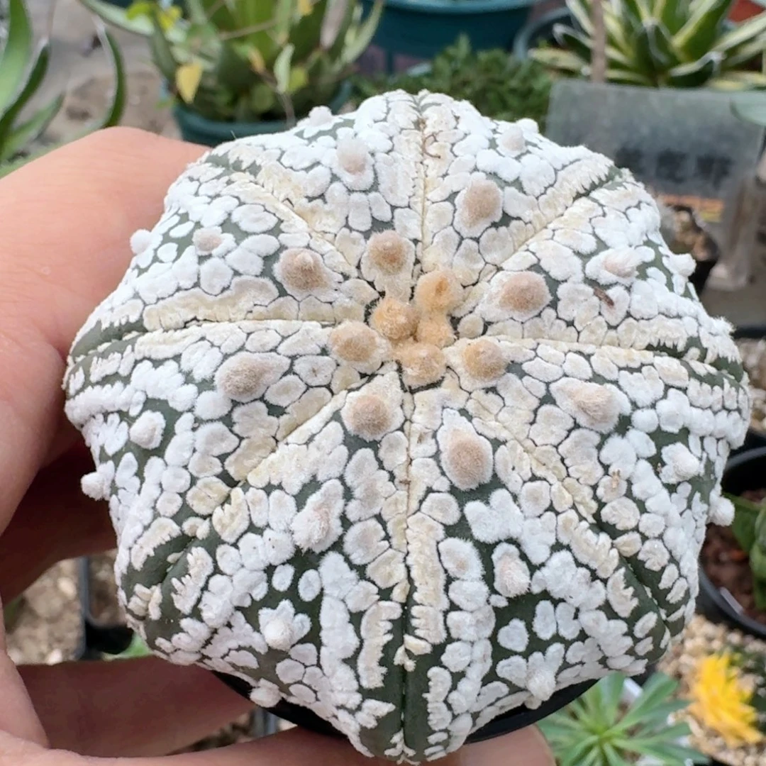 445海星兜带盆发货