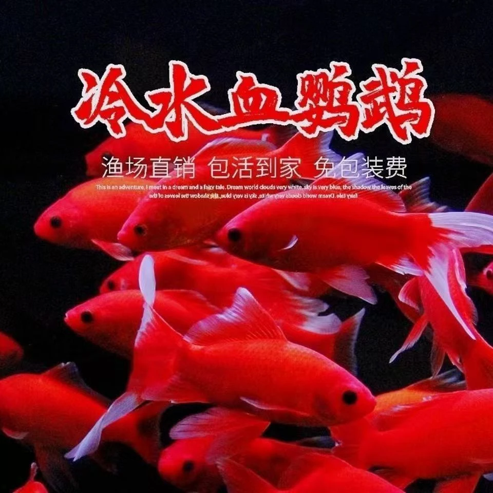 【冷水鹦鹉鱼】观赏鱼血红好养耐活草金鱼黑眼睛淡水鱼耐寒冷招财鱼