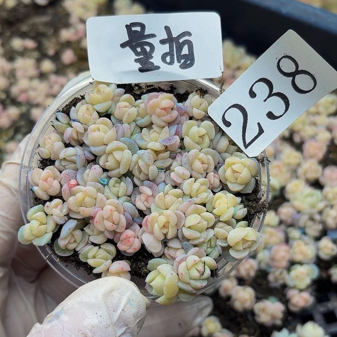 多肉植物多肉植物238量拍