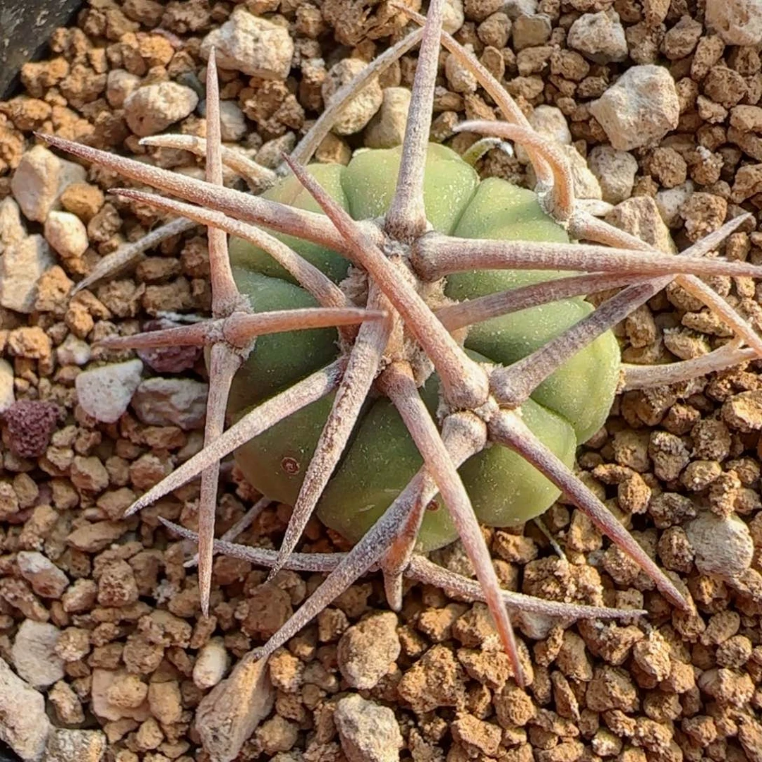 满30包邮仙人球00