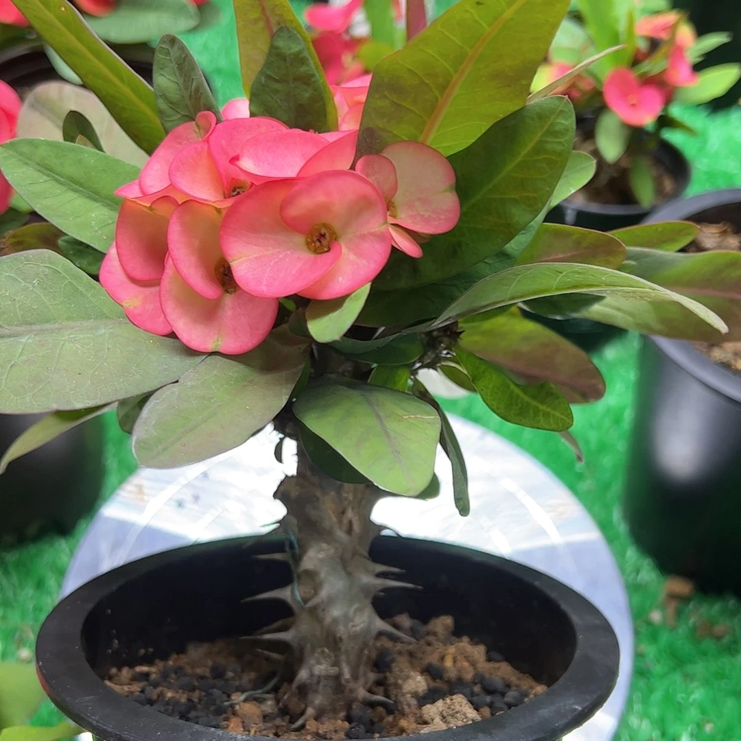 泰国虎刺梅一物一拍