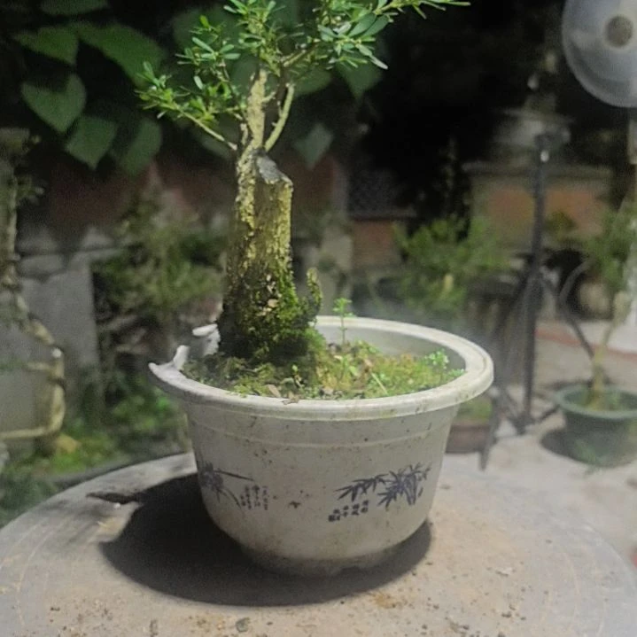 拈***花无花朵黄杨盆景造型树