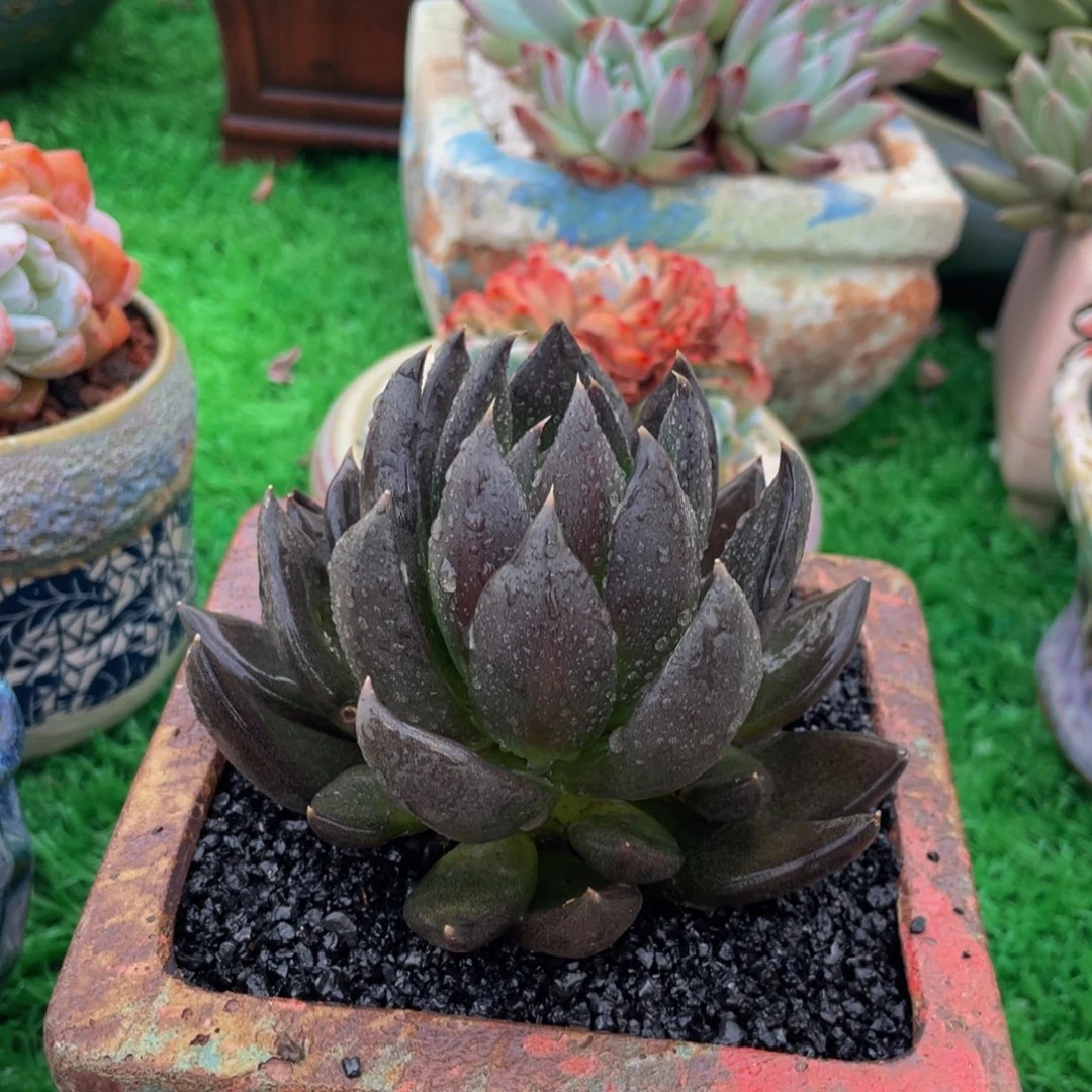 多肉植物盆栽多肉