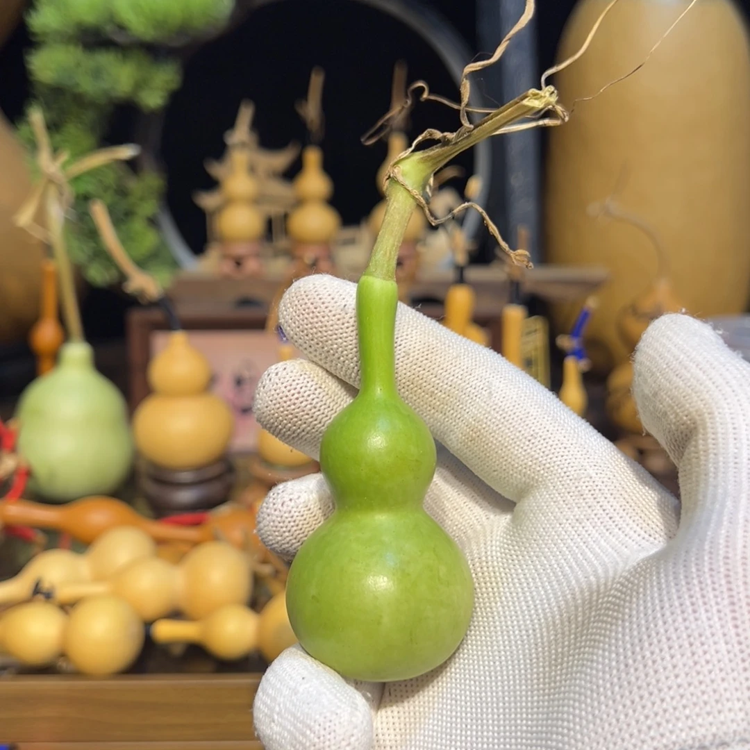 ～***࿐青皮天津嘴葫芦1个保成