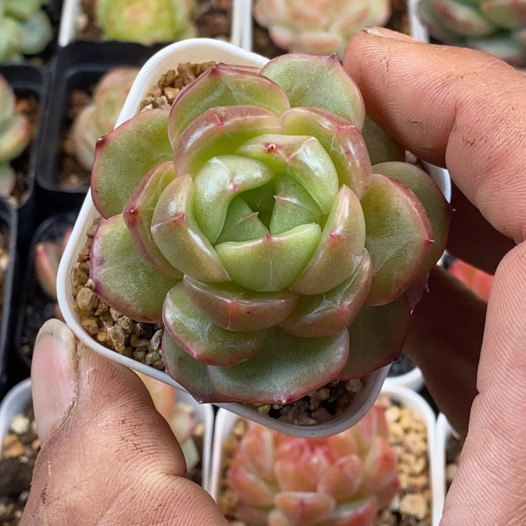 天官赐福百无禁忌