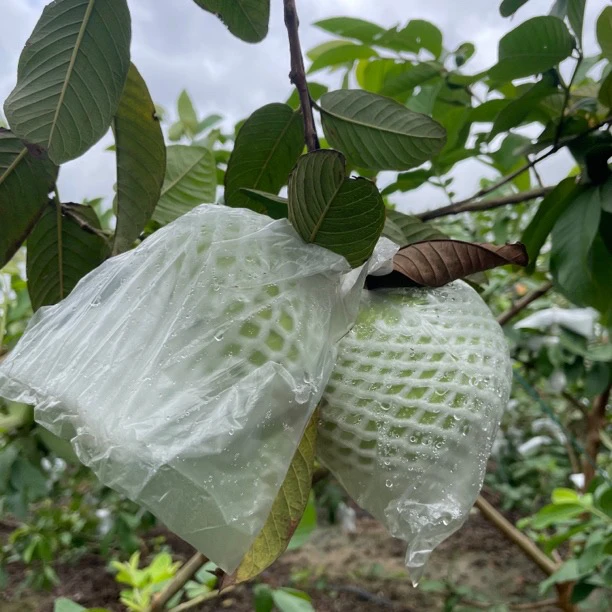 番石榴套袋网袋芭乐防虫网袋专用一体泡沫包装袋水果网套百香果袋