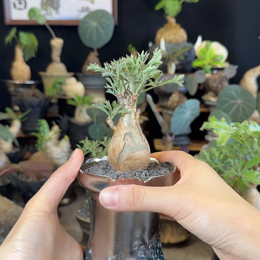 一物一拍索马里碎叶葡萄翁06