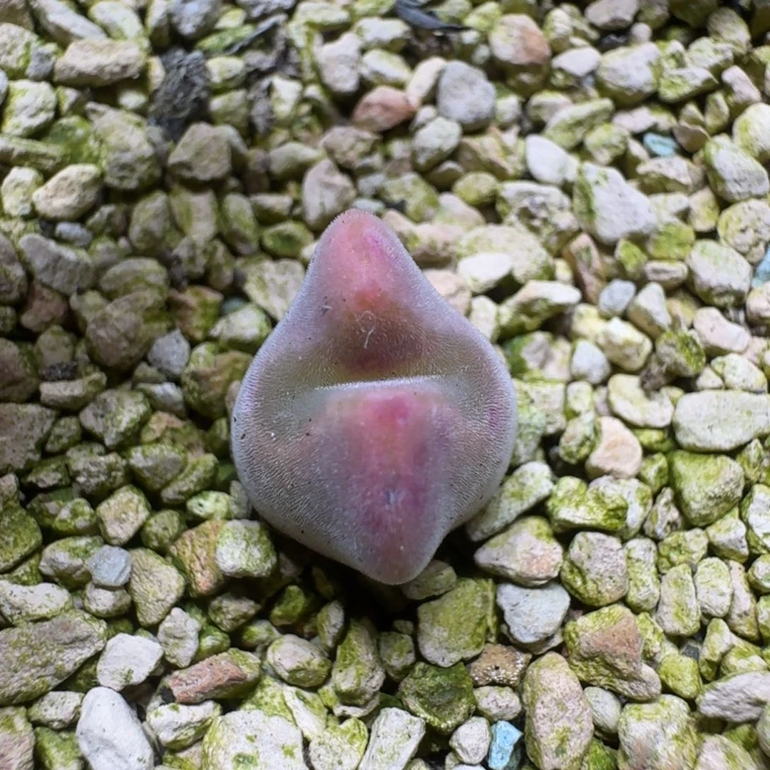 煮**茶0225-11粉大眼空蝉