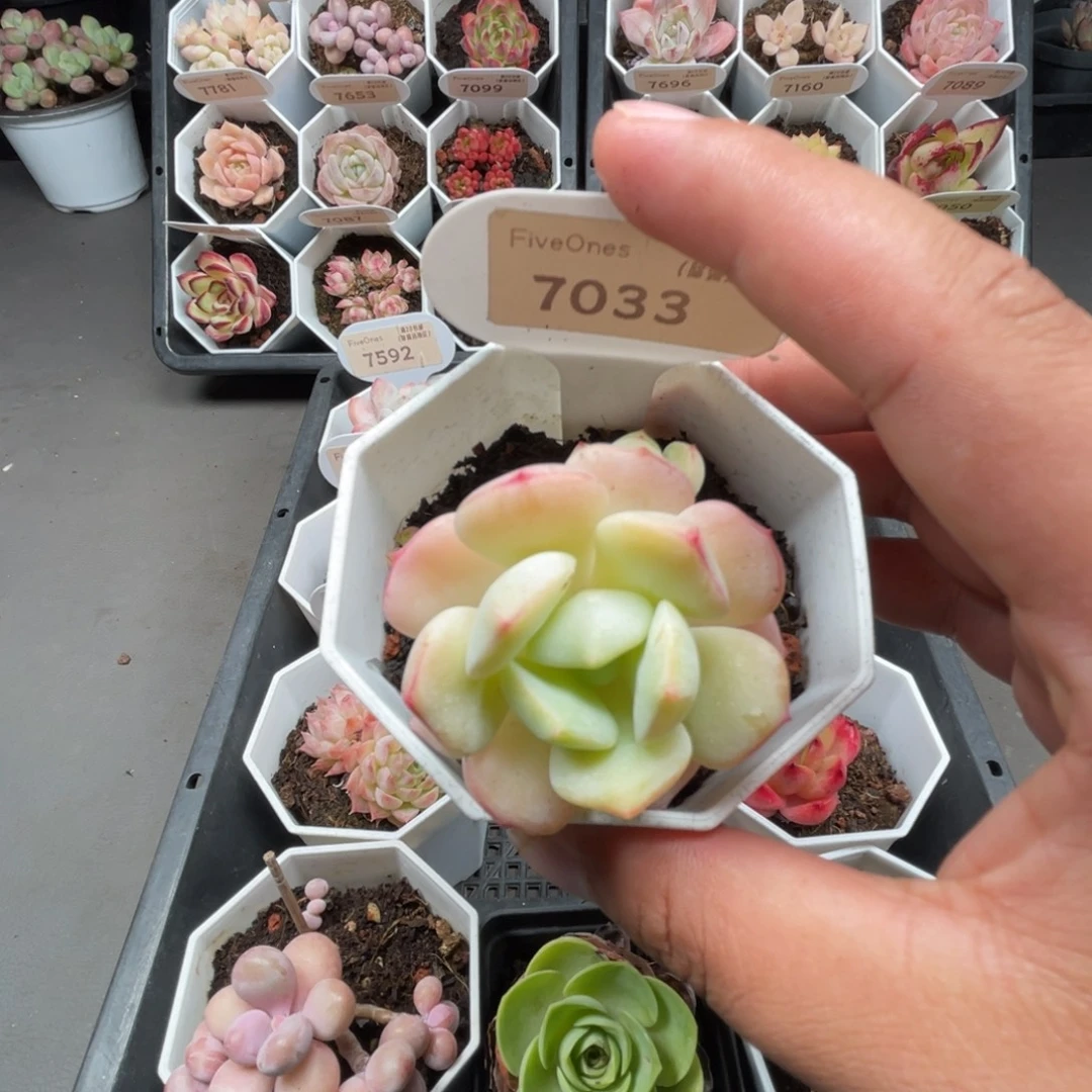 7033香草 5.0厘米