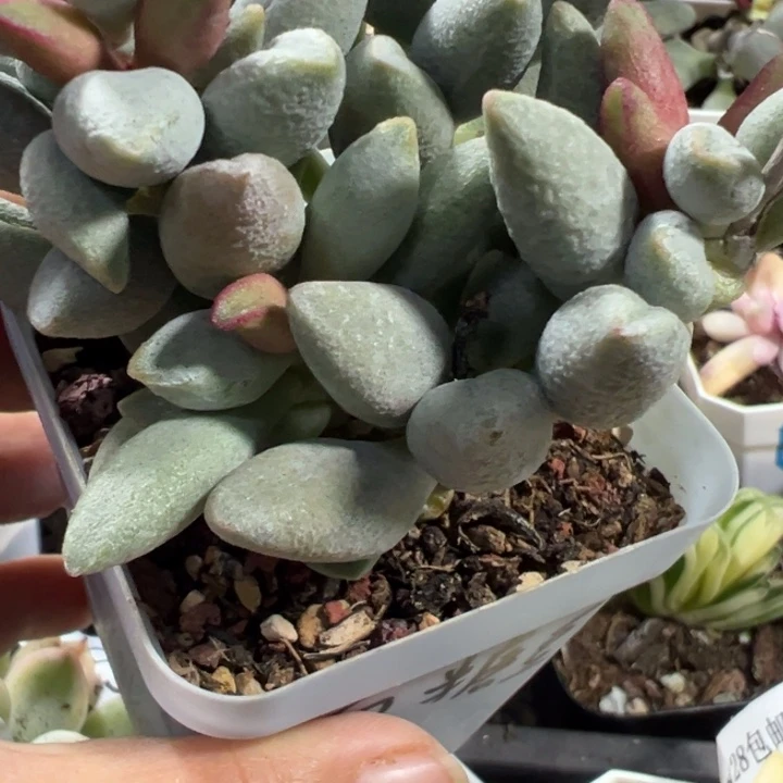 白糖豆多肉植物水泡类