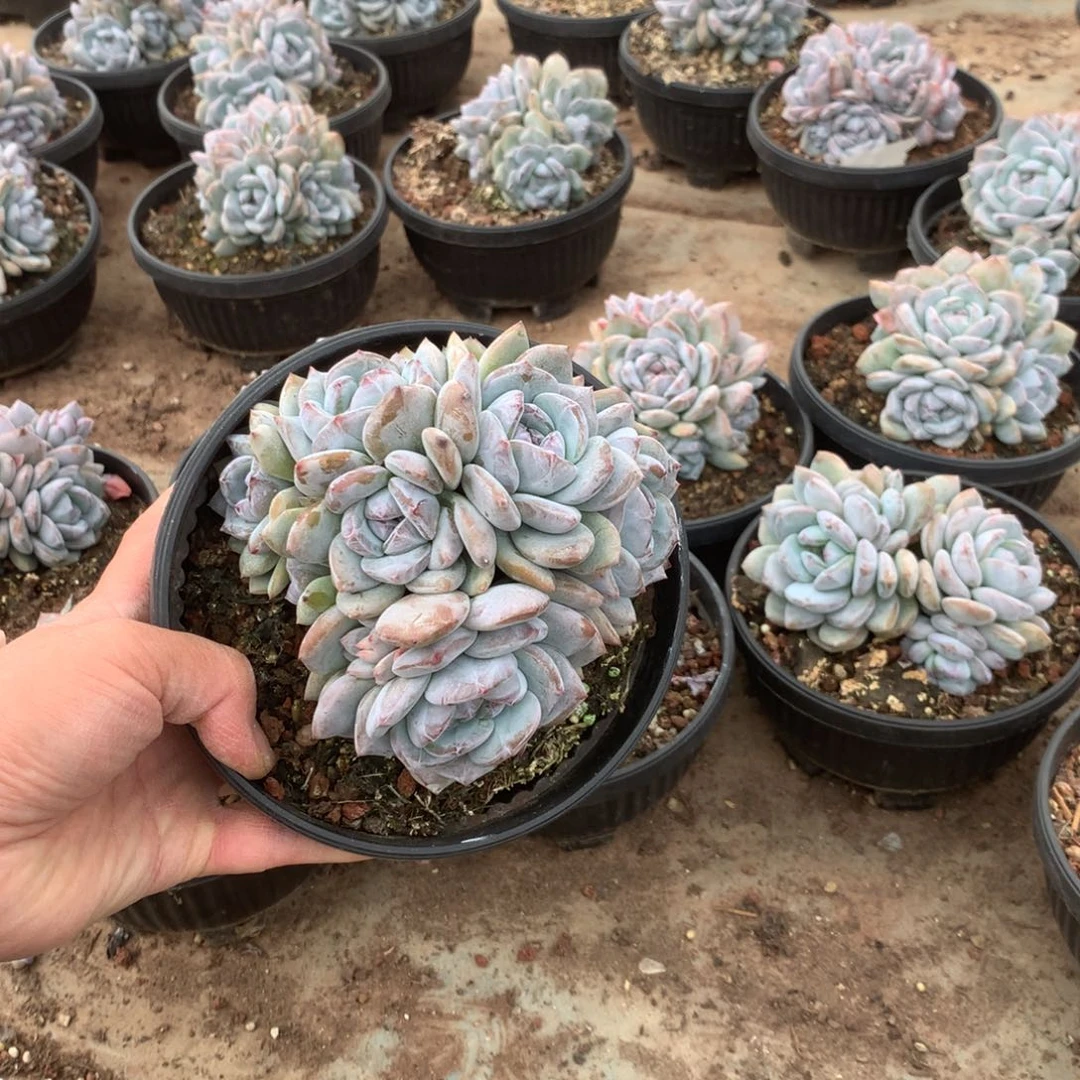 无花朵无砍花花花花花花花花23