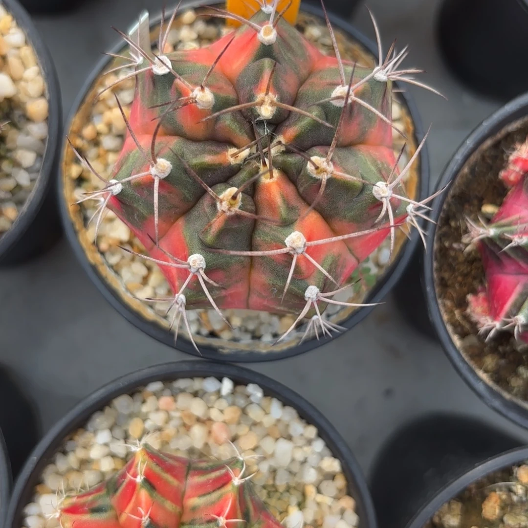 10-1201泰国发货多肉