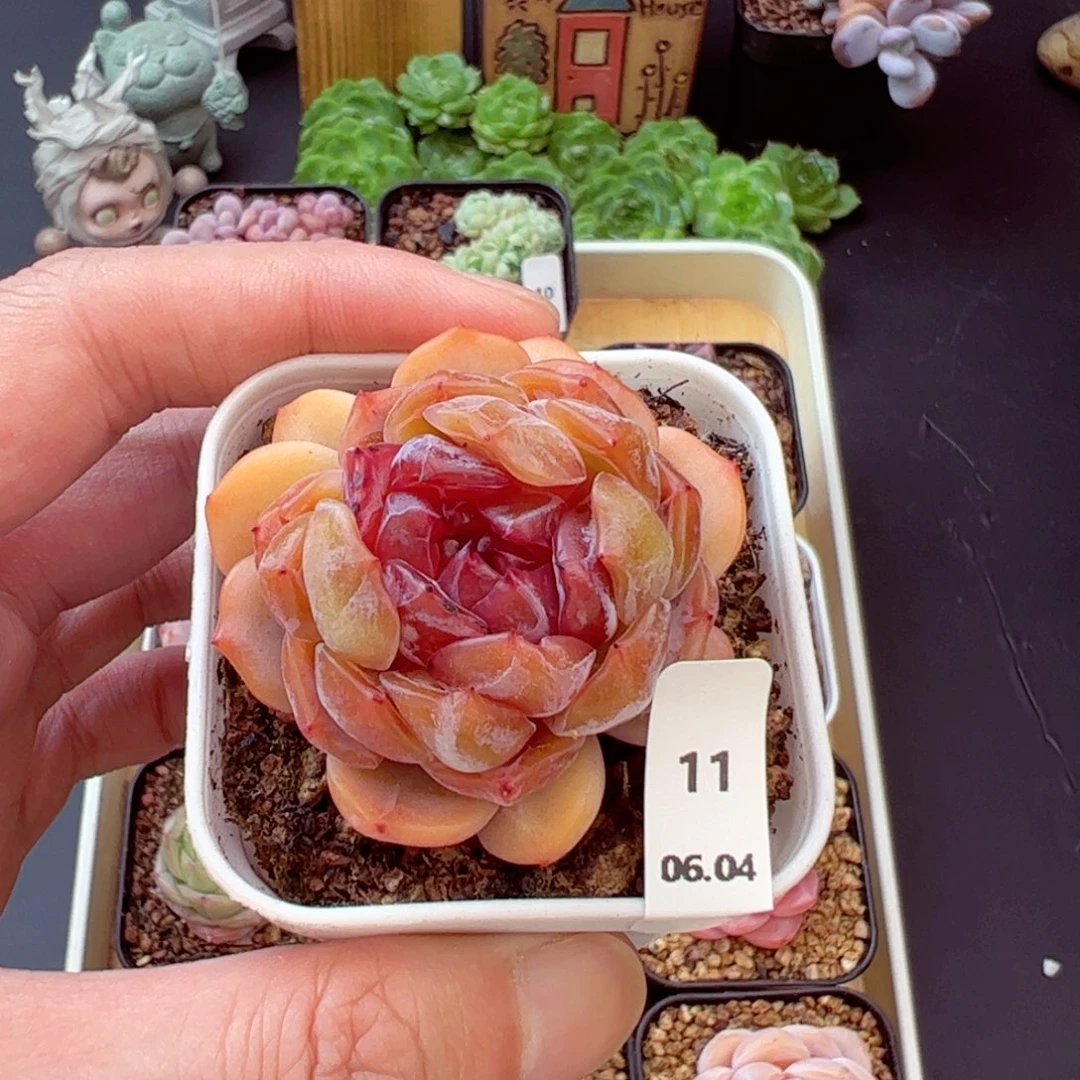 红恋11、哈哈哈哈