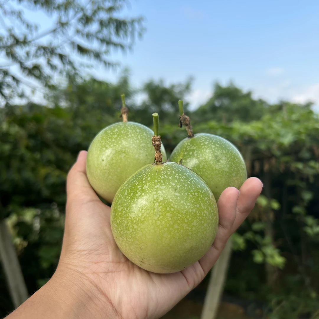 【顺丰包邮】广西桂林新鲜钦蜜九号百香果香甜多汁
