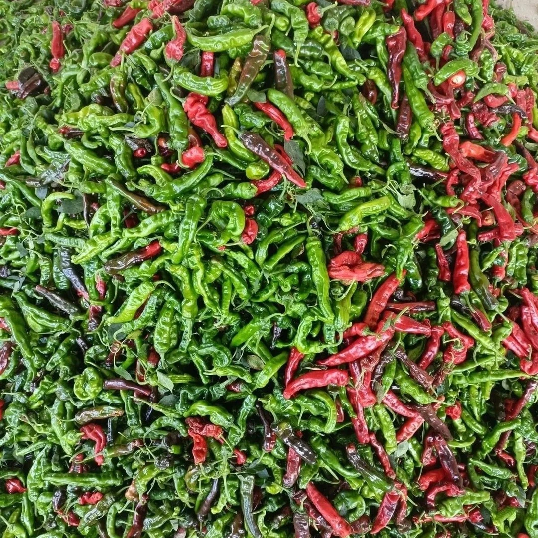 【安徽会龙】小皱皮辣椒特辣新鲜青辣椒薄皮超辣农家现摘现发青椒