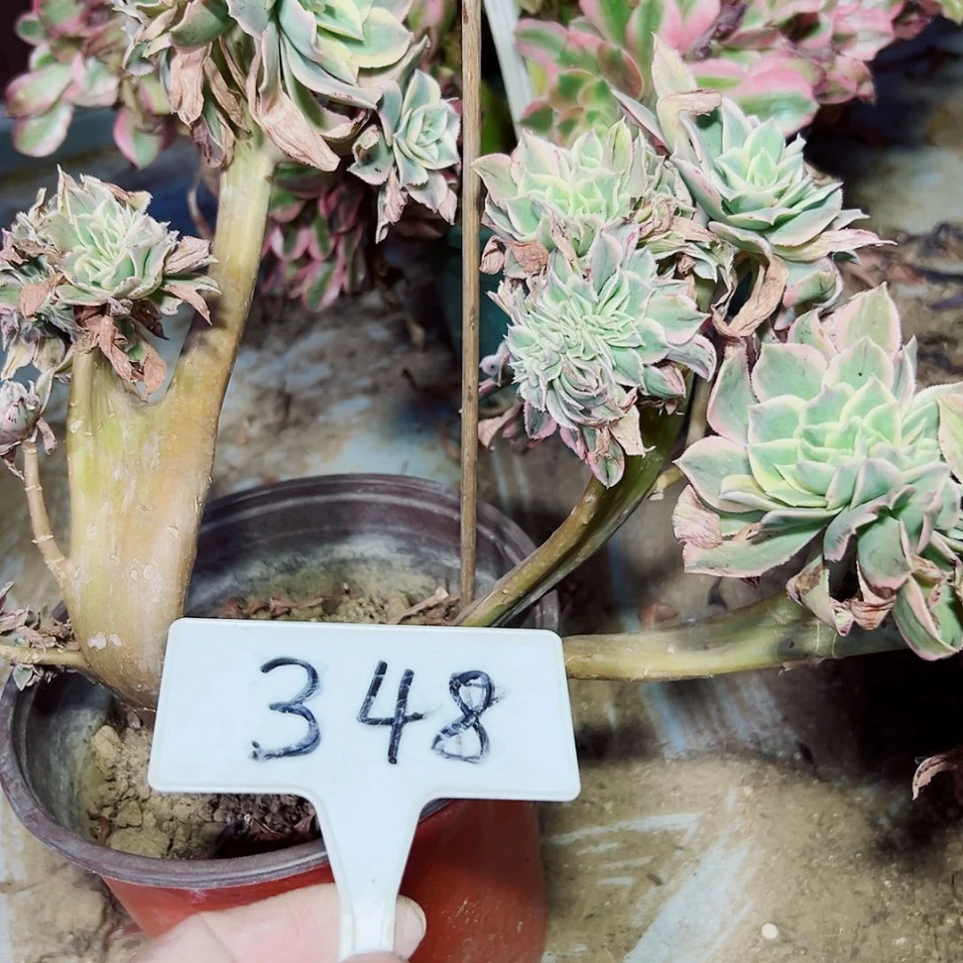 多肉植物灿烂缀花