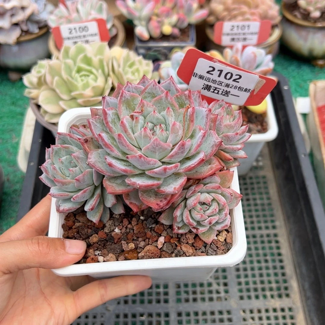 表妹精品精品多肉2102.
