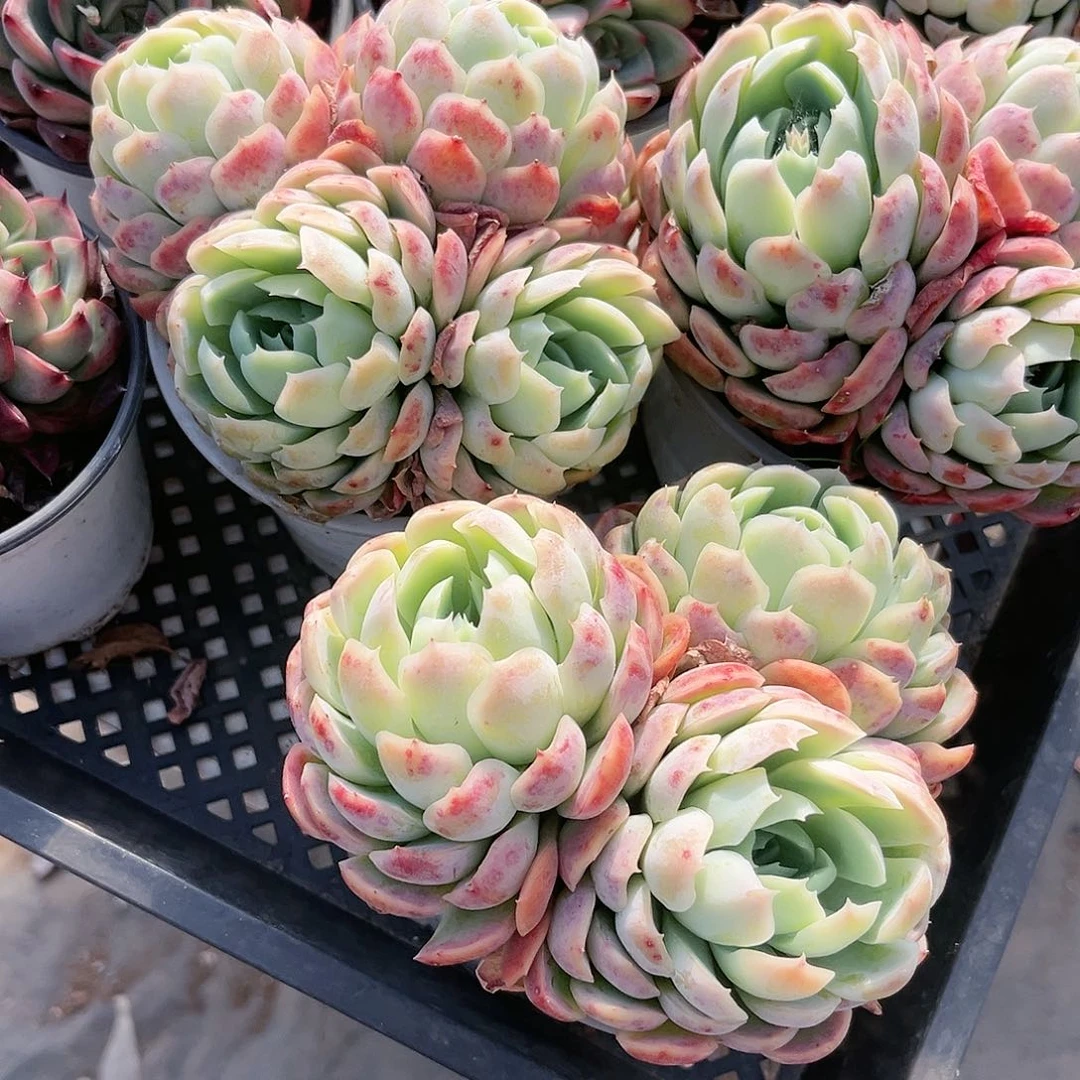 一****8贝瑞整群多肉植物