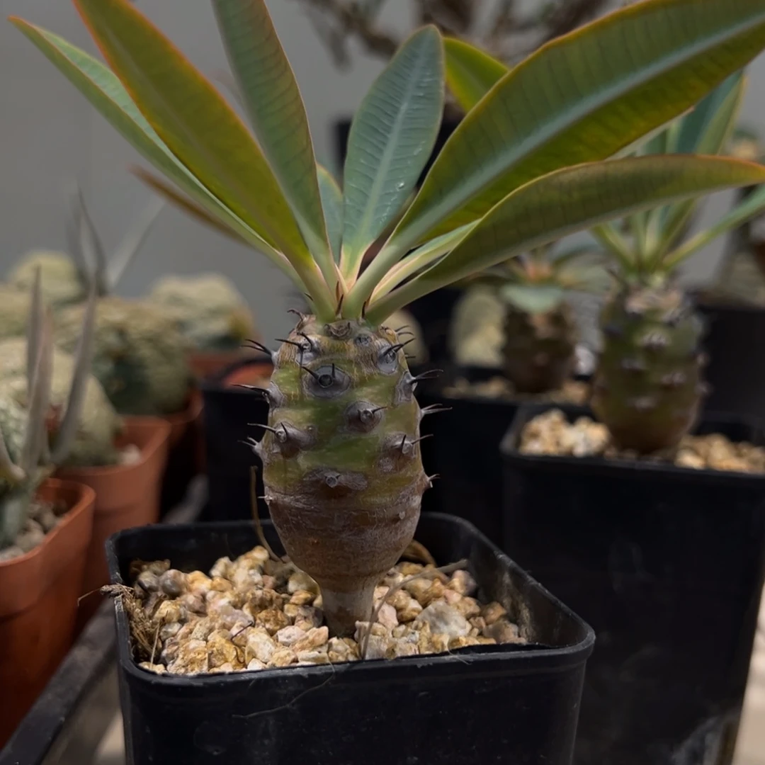 瓶干大戟带盆发货植物