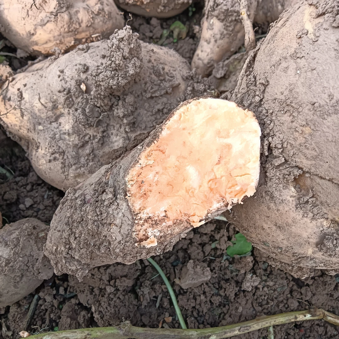 贵州农家种植新鲜红薯黄皮红心地瓜香甜可口