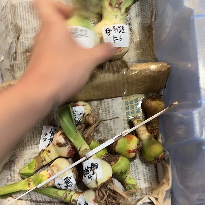 完全开放魅影重重，5-6厘米左右