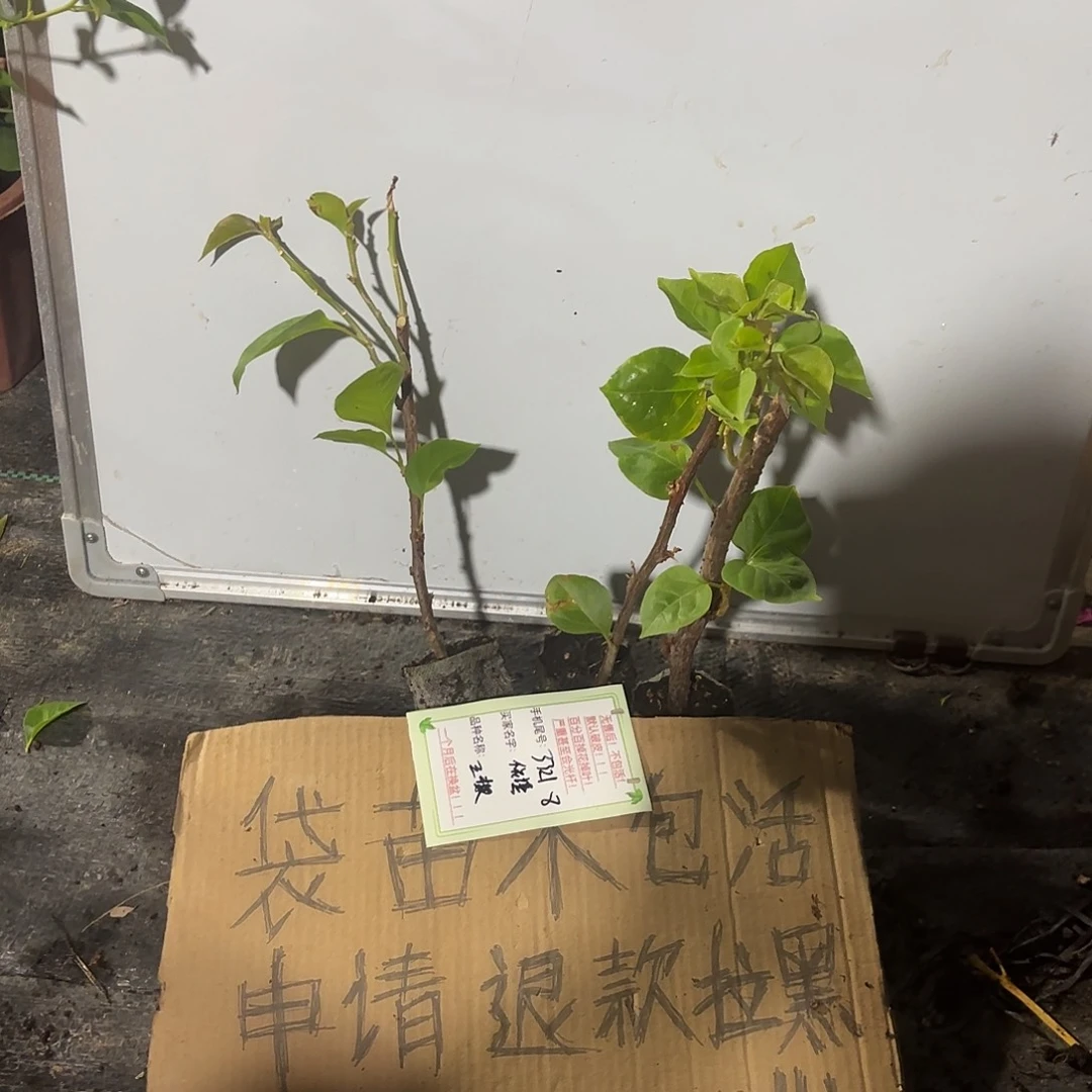 依***谨无花朵三颗袋苗盲盒