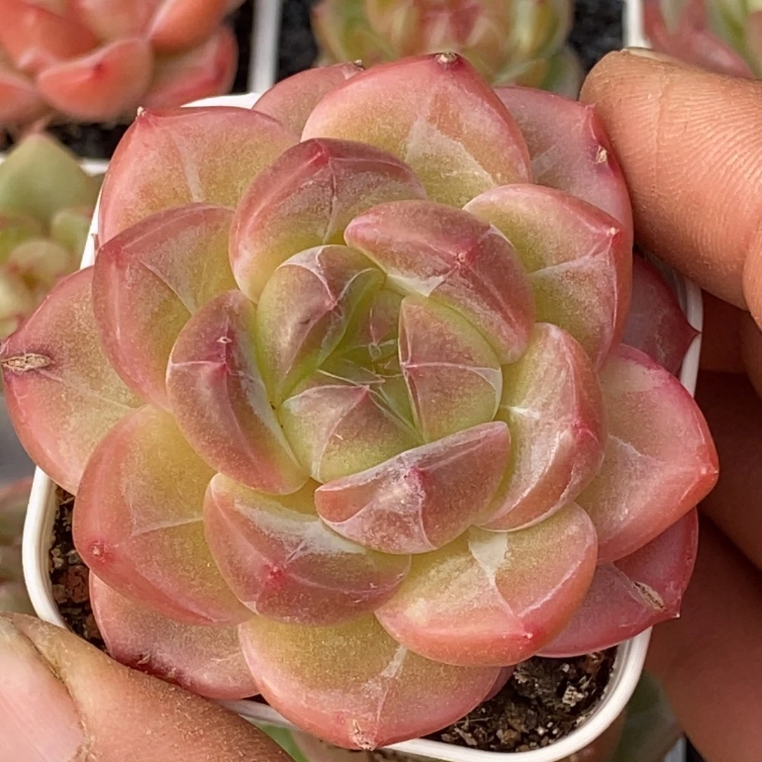 天官赐福百无禁忌