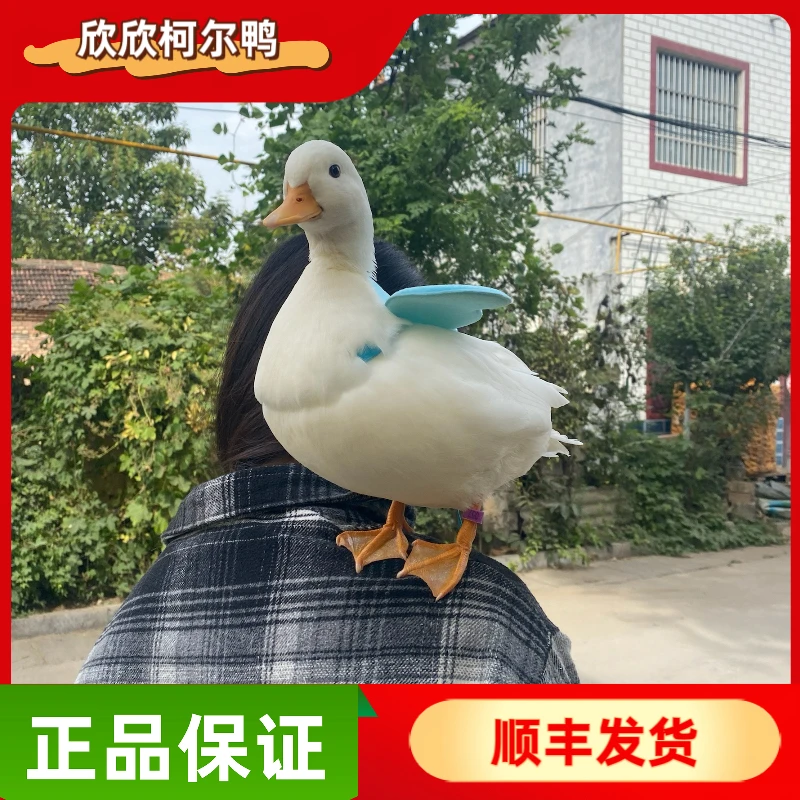 欣欣柯尔鸭纯种网红小短腿S级赛级宠物鸭宠物鸭柯尔鸭