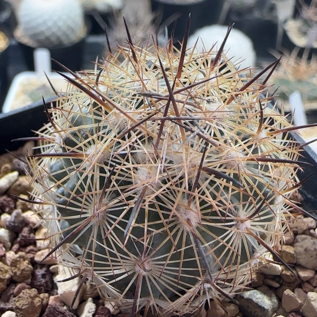 067实生紫宝玉多肉