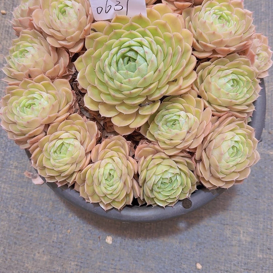 带***瑰0637昂斯诺多肉植物