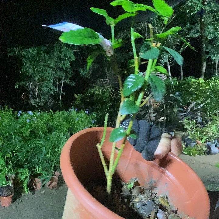 全部花苞处理虎头茉莉不售后9.9的