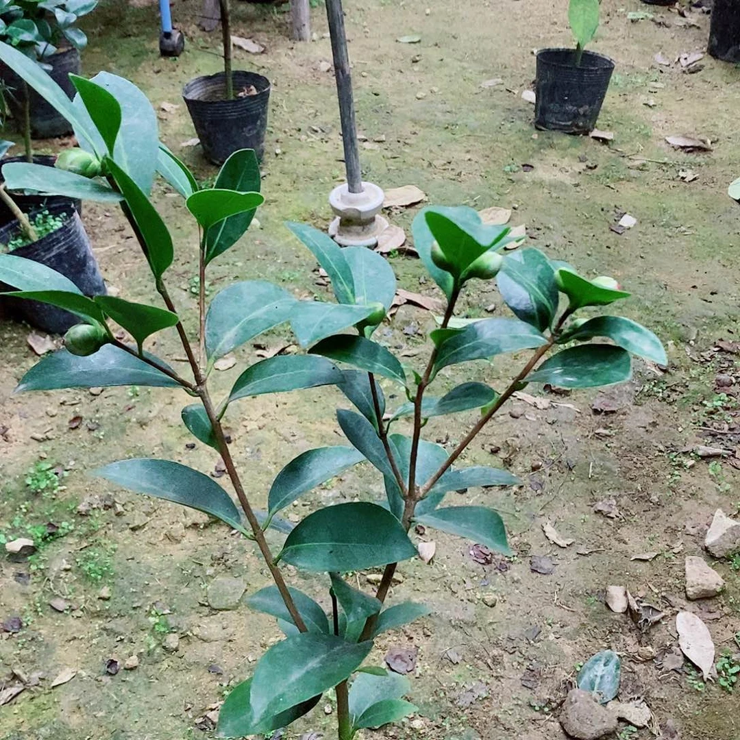 无花朵茶花盆栽红天
