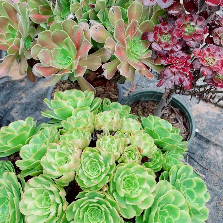 红****）多肉植物组合081