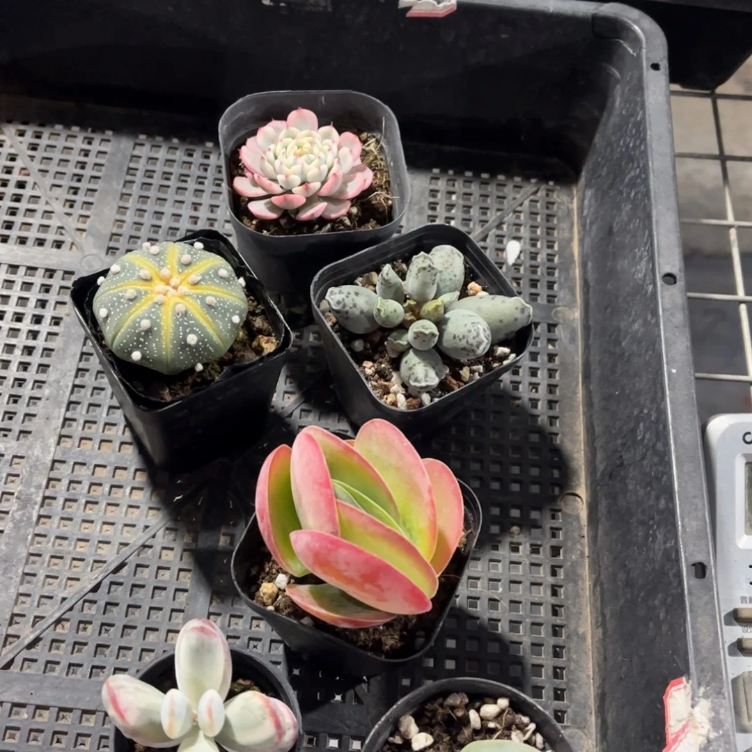 多肉034多肉植物，